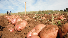 Potatoes grown with Eco Fuels Kenya's Organic Fertilizer